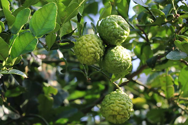 istock Fresh bergamot on the tree, herb for health 622418834