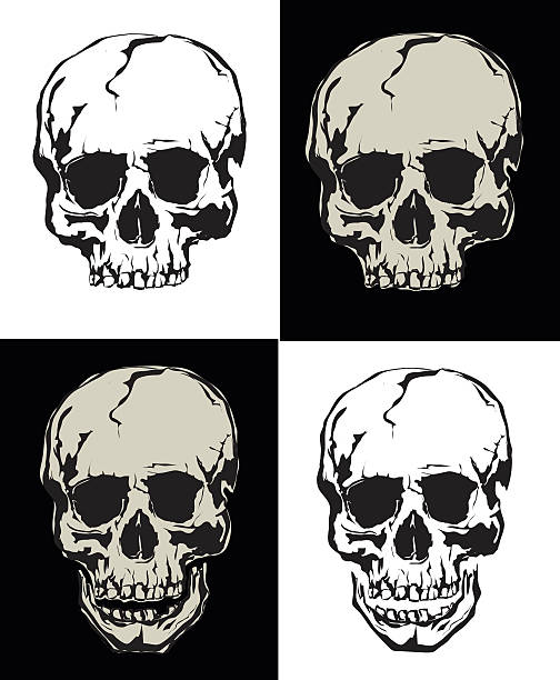 Vector collection grunge human skulls on light and dark background Vector collection grunge human skulls on light and dark background drawing of rib cage anatomy stock illustrations