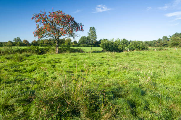 istock Typical pasture in East Frisia with grass and rowan tree 622420276
