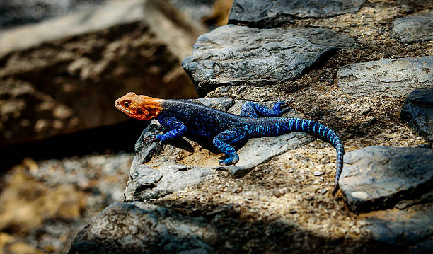 istock Rainbow Lizard standing on the rock in kenya, Africa 622421246