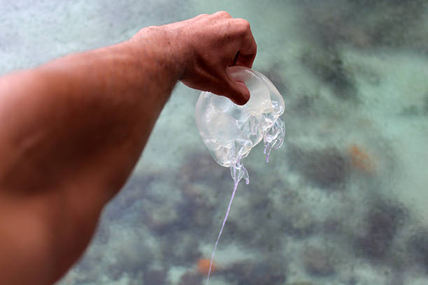 istock Mans hand holding big jellyfish 622423336