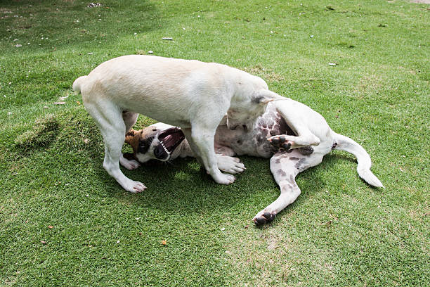 istock Two dogs playing on the grass 622424030