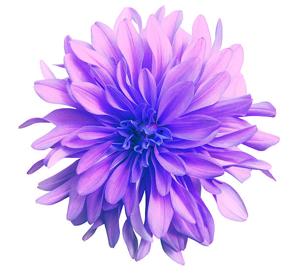istock pink flower on a white  background isolated  with clipping path. 622424338