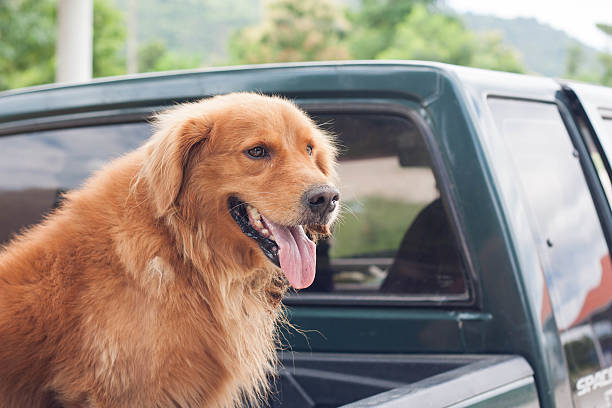 istock Golden retriever sitting in the car on vacation. 622424372