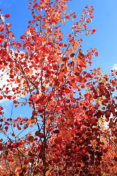 istock red leaves of asp in the autumn 622425590