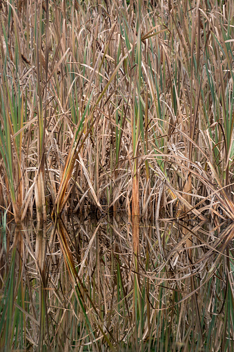 Reed reflecting in forest pond