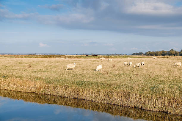 英国ロムニーマーシュで放牧羊 - romney marsh ストックフォトと画像