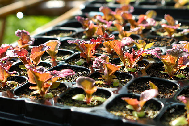 lechuga roja en primer plano de la bandeja de siembra - leaf vegetable salad child spring fotografías e imágenes de stock