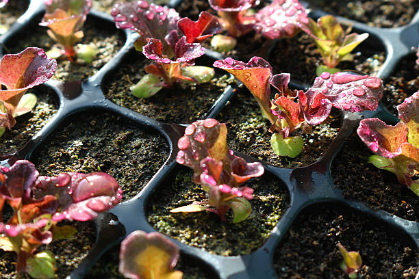 lechuga roja en primer plano de la bandeja de siembra - leaf vegetable salad child spring fotografías e imágenes de stock