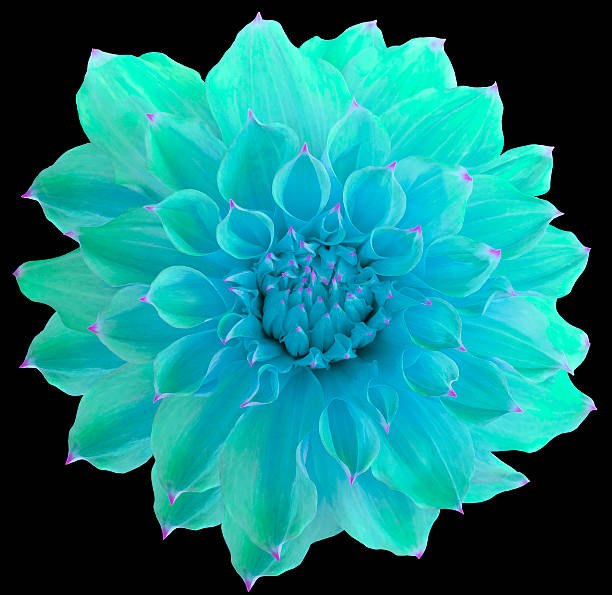 istock Dahlia  flower, the black  background isolated  with clipping path. 622431208