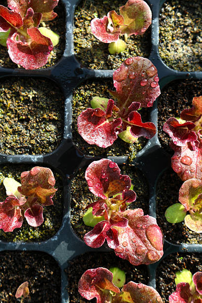 lechuga roja en primer plano de la bandeja de siembra - leaf vegetable salad child spring fotografías e imágenes de stock