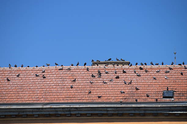 istock Flock of pigeons on the roof 622431534