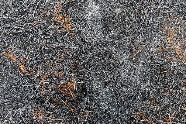 istock Ash burned dry grass land ground texture background carbon CO2 622431650