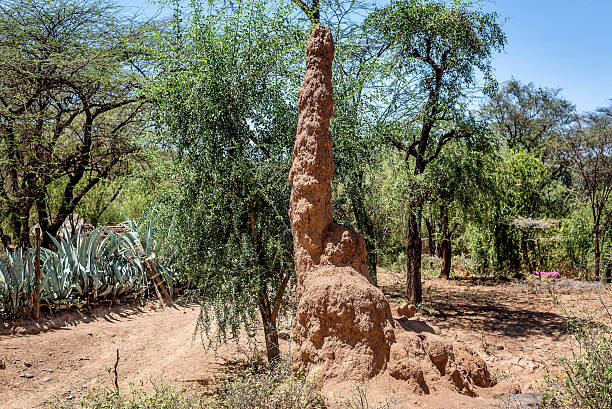 istock Ants nest,termitary in Kenya, Africa 622432848