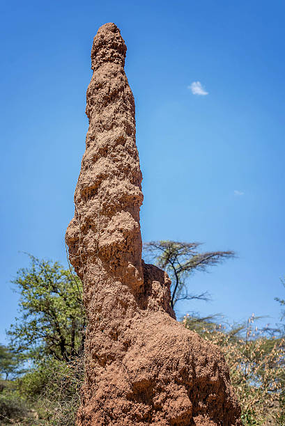 istock Ants nest,termitary in Kenya, Africa 622432914