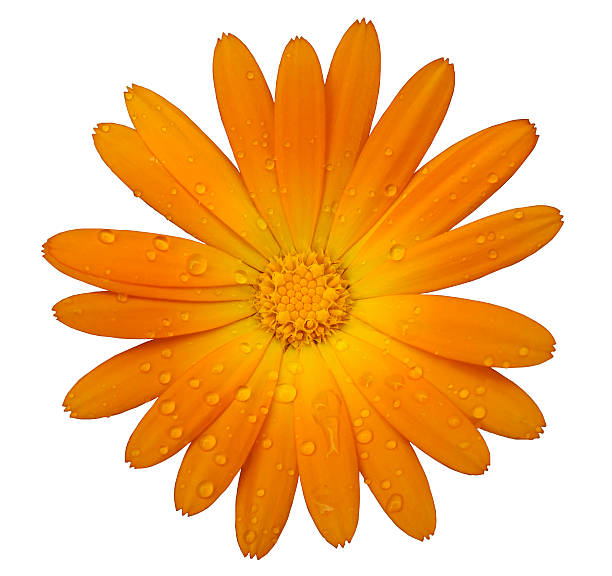 istock Orange flower with clipping path isolated on white  background. 622433134