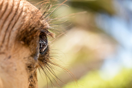 Eyes of a Camel close up, Kenya