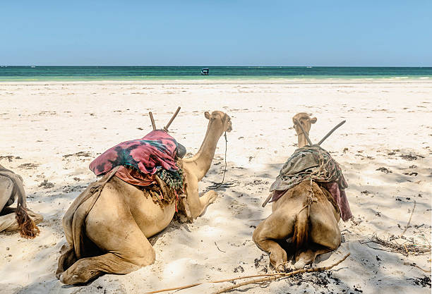 istock Camel lying  on the beach near Mombasa, Kenya 622434184