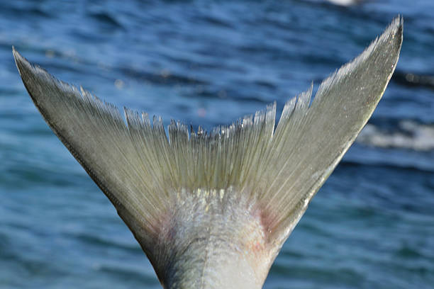 The tail of a large fish on a water background
