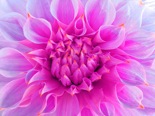istock bright pink dahlia  flower.  Close-up. Macro. 622435940
