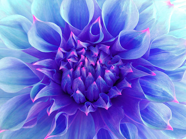 istock blue dahlia  flower.  Close-up. Macro 622436004