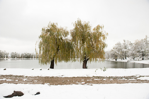 two trees in front of a lake in winter with the road in the foreground