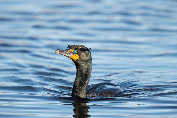 Double-crested Cormorant  breeding adult