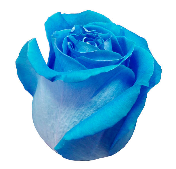 istock Flower rose , white isolated background with clipping path. 622436602