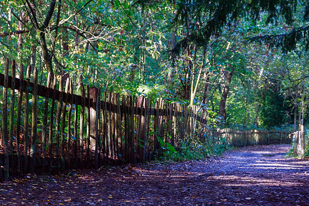 Walking trail in the woods of Hampstead Heath, London
