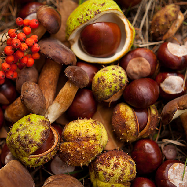 istock conkers mushrooms rowen foraging  -  autumn harvest 622439130