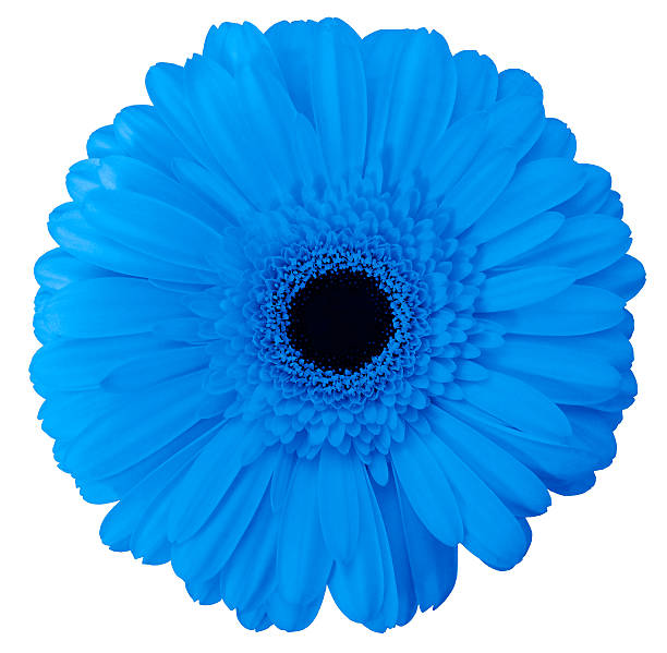 istock blue gerbera flower, white isolated background with clipping path. 622439238
