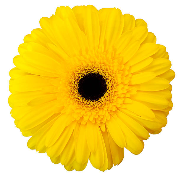 istock yellow gerbera flower, white isolated background with clipping path. 622439252