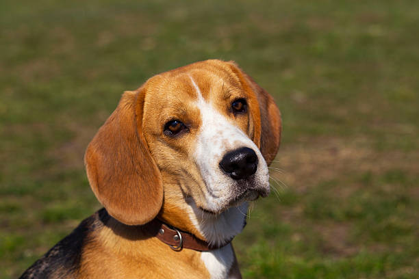 istock dog breed beagle 622439680