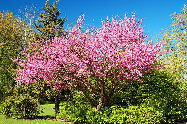 Blossoming Cherry Tree stock photo
