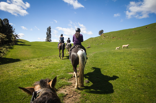Northern Island, New Zealand - October 10, 2013: Three friend horseback riding in the beautiful green grass hills of the Northern island, New Zealand.