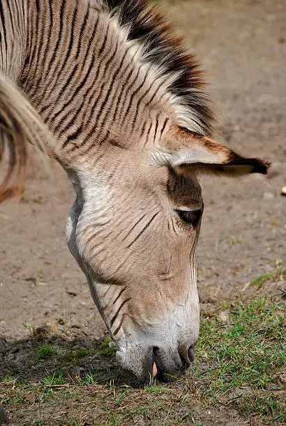 Zebroid a cross between a zebra and a donkey