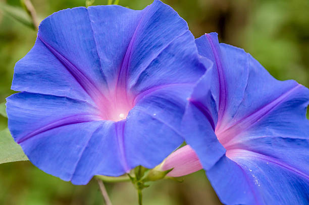 istock Violet petonia flower close up background 622441726
