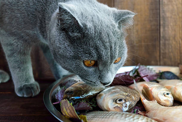 istock Fresh catch live fish (carp) and a cat 622442560