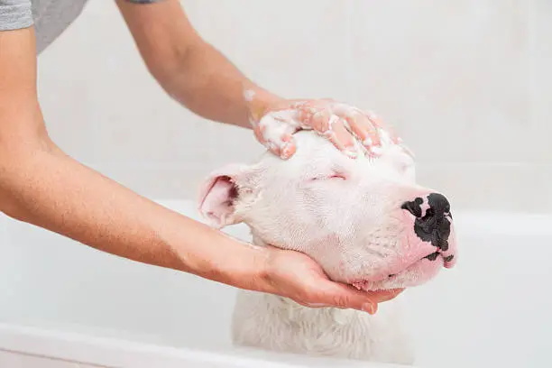 Photo of Bath of a dog Dogo Argentino
