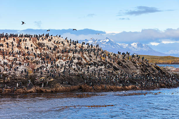 istock Bird Island near Ushuaia 622444634