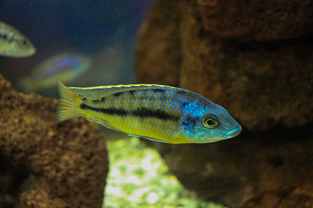 istock Beautiful fish in the aquarium 622445244