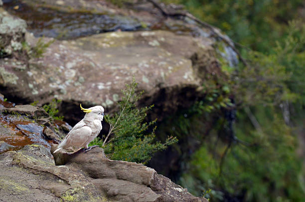 istock Cockatoo  Jamison Valley New South Wales Australia 622445272