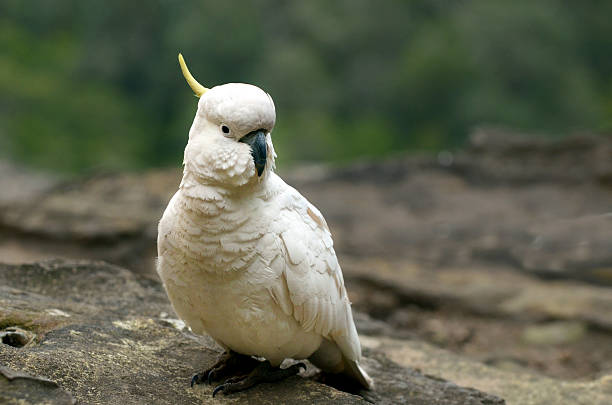 istock Cockatoo  Jamison Valley New South Wales Australia 622445352