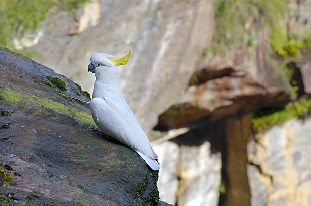 istock Cockatoo  Jamison Valley New South Wales Australia 622445372