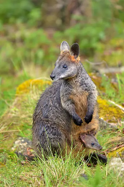 A wild Rock-wallaby mother and Joey near Jenolan Caves at the Blue Maountains of New South Wales, Australia