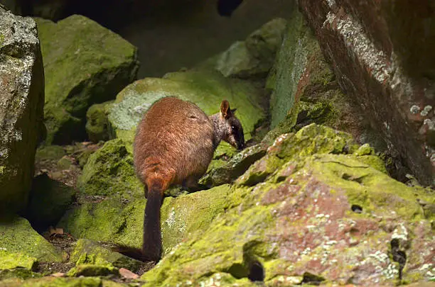 Rock-wallaby sit on a rock in a cave at Jenolan Caves at the Blue Maountains of New South Wales, Australia