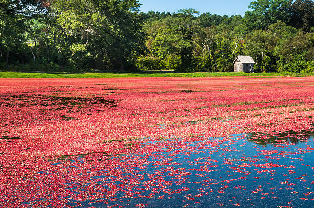 A cranberry bog in Sandwich, Massachusetts has been flooded and the ripe berries await harvesting.