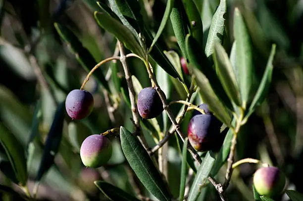 Black olives on the tree branches