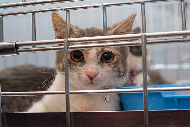 istock Young cat sitting in a cage. Pets 622448358