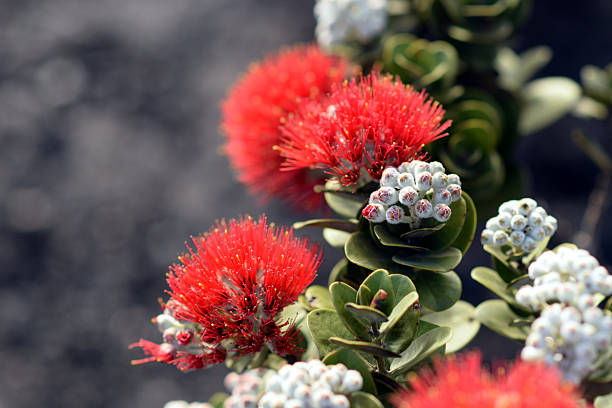 blazing blooms of ohia flowers blazing blooms of ohia flowers at the Volcano National Park, Big Island, Hawaii hawaii volcanoes national park photos stock pictures, royalty-free photos & images